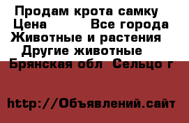 Продам крота самку › Цена ­ 200 - Все города Животные и растения » Другие животные   . Брянская обл.,Сельцо г.